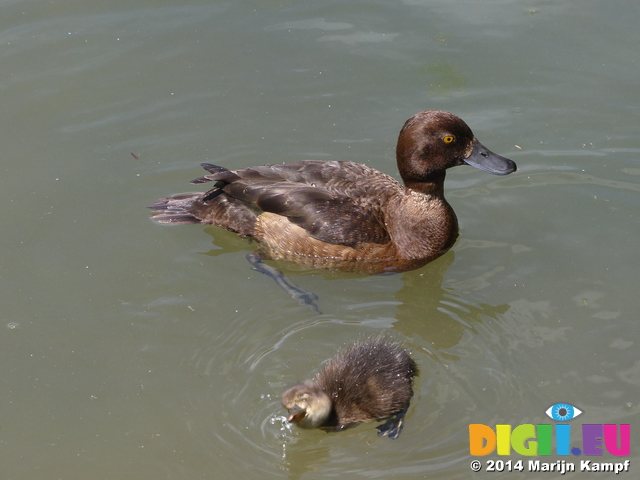 FZ005872 Tufted duck (Aythya fuligula) and duckling